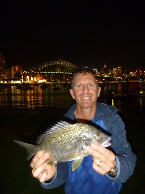 Sydney harbour 40cm Yellowfin